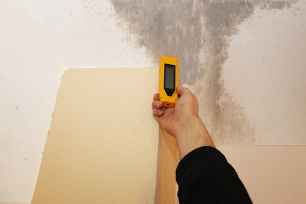 Best Mold Damage Restoration  in Hart, MI