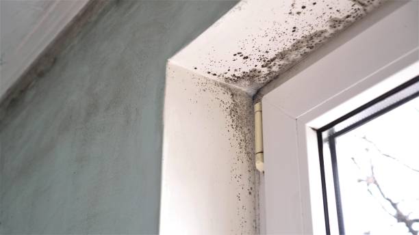Best Real Estate Mold Inspection  in Hart, MI