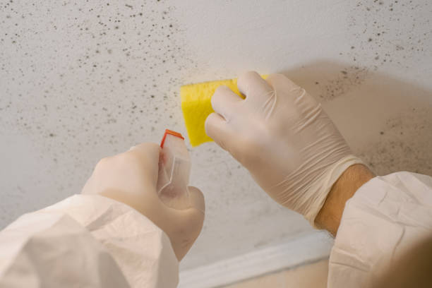 Best Emergency Mold Remediation  in Hart, MI