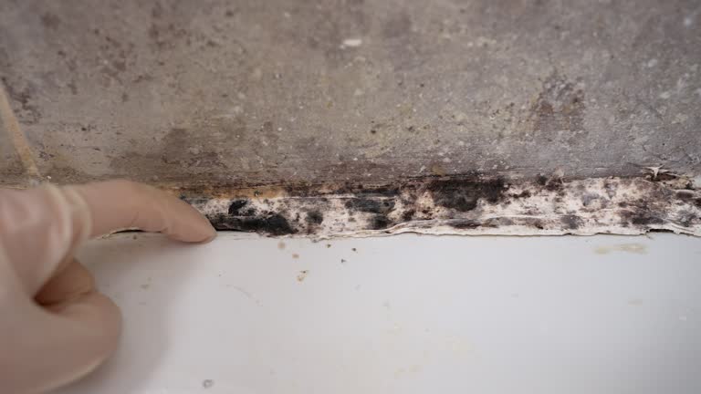Best Attic Mold Removal  in Hart, MI